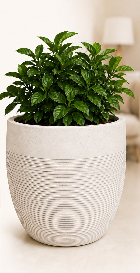 Orbit horizontal line planter in cream with a green plant
